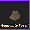 Ammonite Fossil